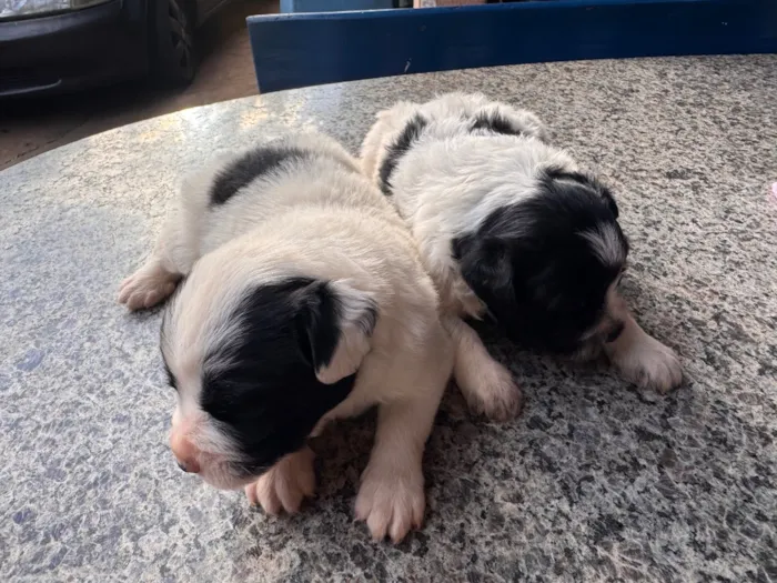 Cachorro raça SRD-ViraLata idade Abaixo de 2 meses nome Nico e Bob
