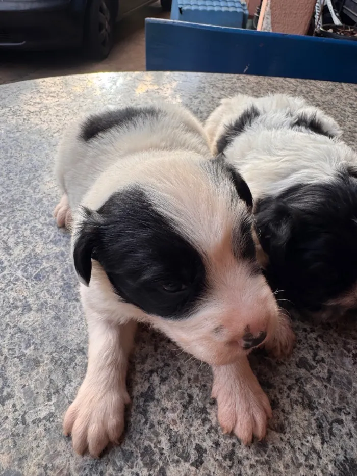 Cachorro raça SRD-ViraLata idade Abaixo de 2 meses nome Nico e Bob