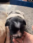 Nico e Bob