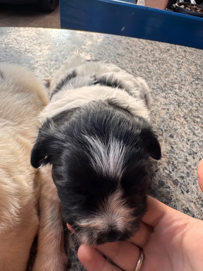 Cachorro raça SRD-ViraLata idade Abaixo de 2 meses nome Nico e Bob