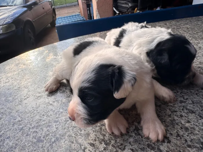 Cachorro raça SRD-ViraLata idade Abaixo de 2 meses nome Nico e Bob