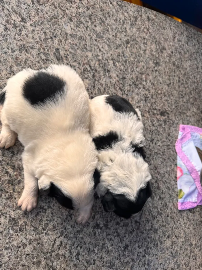 Cachorro raça SRD-ViraLata idade Abaixo de 2 meses nome Nico e Bob