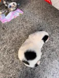 Nico e Bob