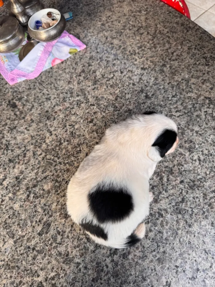Cachorro raça SRD-ViraLata idade Abaixo de 2 meses nome Nico e Bob