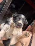 Nico e Bob