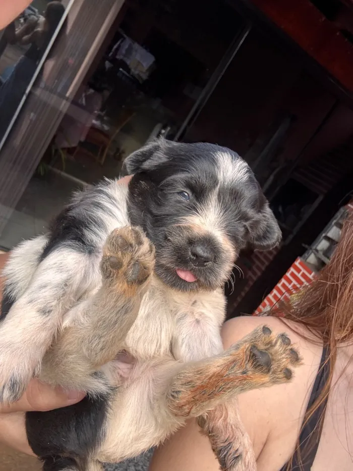 Cachorro raça SRD-ViraLata idade Abaixo de 2 meses nome Nico e Bob