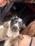Nico e Bob