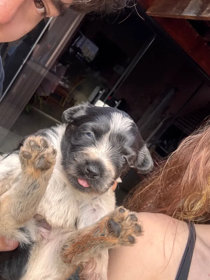Cachorro raça SRD-ViraLata idade Abaixo de 2 meses nome Nico e Bob