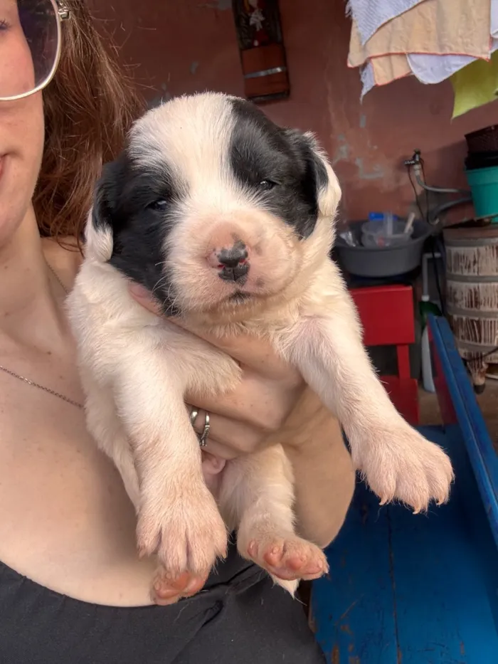 Cachorro raça SRD-ViraLata idade Abaixo de 2 meses nome Nico e Bob