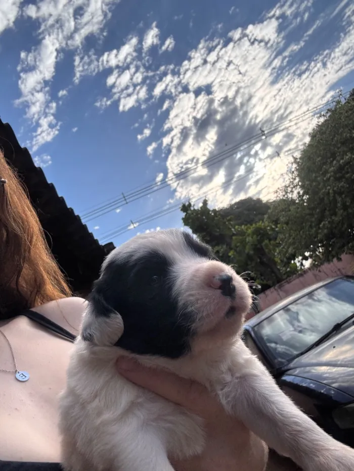 Cachorro raça SRD-ViraLata idade Abaixo de 2 meses nome Nico e Bob