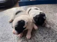 Nico e Bob