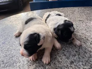 Cachorro raça SRD-ViraLata idade Abaixo de 2 meses nome Nico e Bob