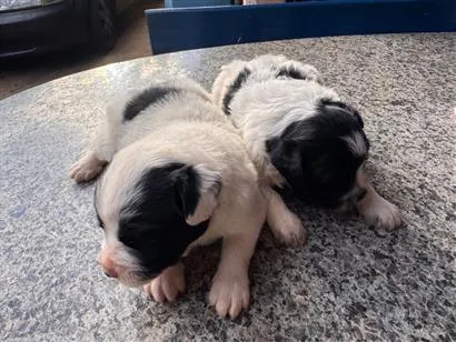 Cachorro raça SRD-ViraLata idade Abaixo de 2 meses nome Nico e Bob