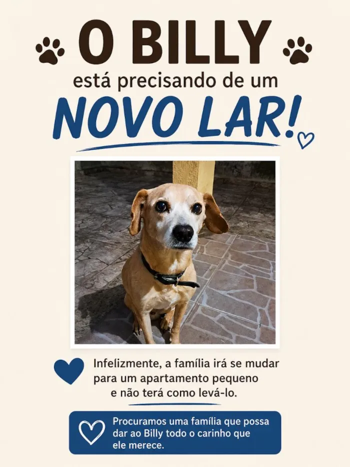 Cachorro raça SRD-ViraLata idade 6 ou mais anos nome Billy
