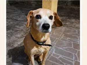 Cachorro raça SRD-ViraLata idade 6 ou mais anos nome Billy