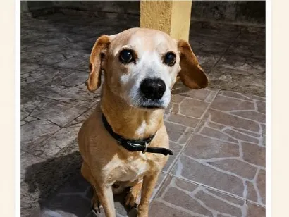Cachorro raça SRD-ViraLata idade 6 ou mais anos nome Billy