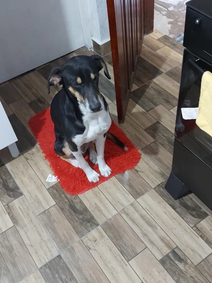 Cachorro raça SRD-ViraLata idade 6 ou mais anos nome spake