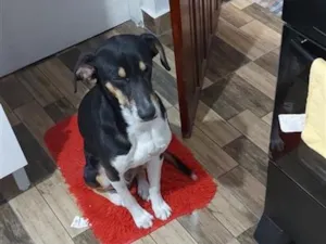Cachorro raça SRD-ViraLata idade 6 ou mais anos nome spake