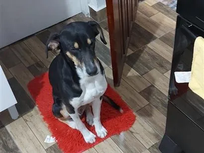 Cachorro raça SRD-ViraLata idade 6 ou mais anos nome spake