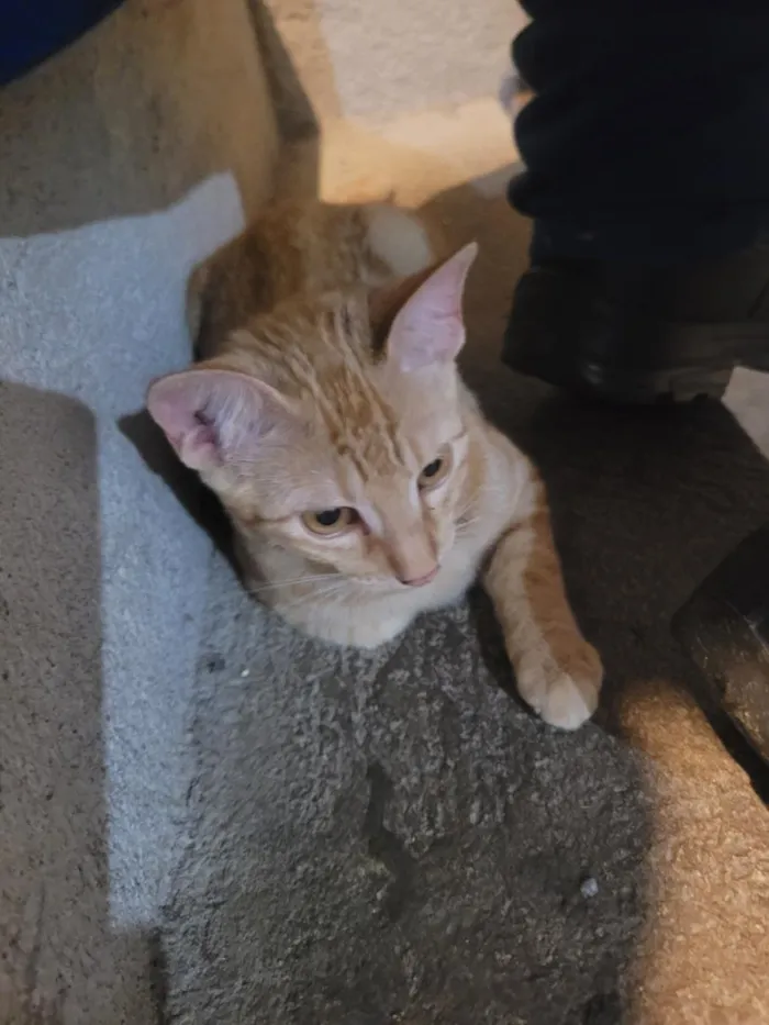 Gato raça SRD-ViraLata idade 2 a 6 meses nome sol