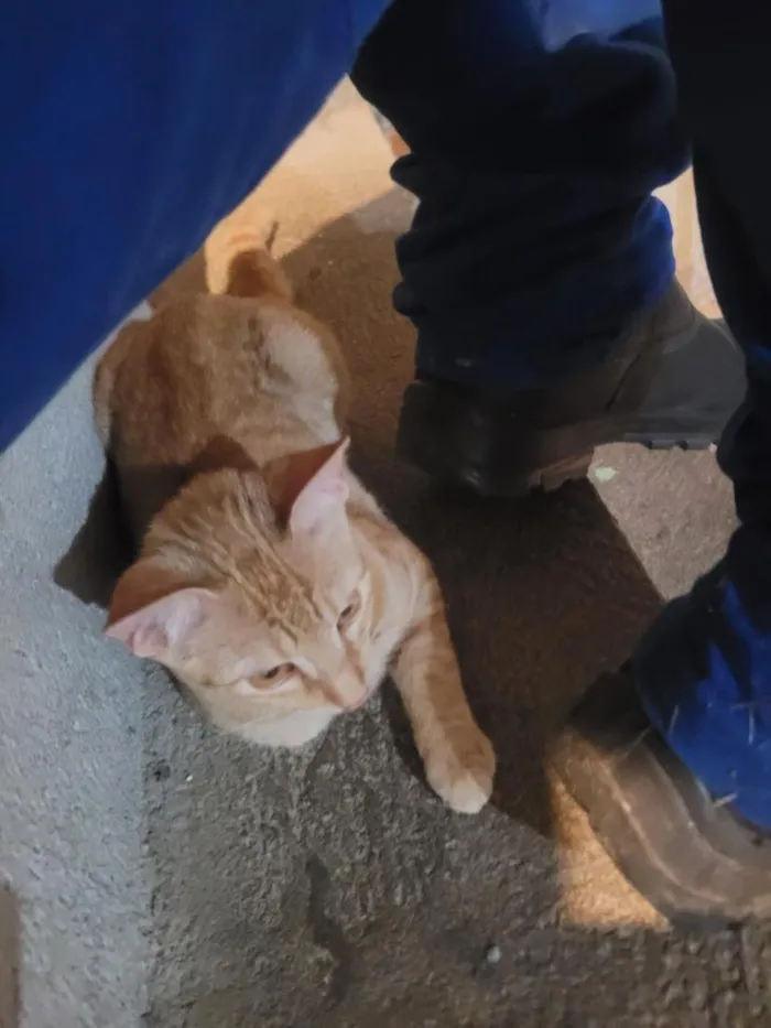 Gato raça SRD-ViraLata idade 2 a 6 meses nome sol