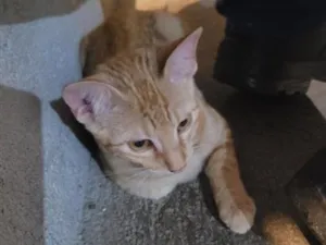 Gato raça SRD-ViraLata idade 2 a 6 meses nome sol