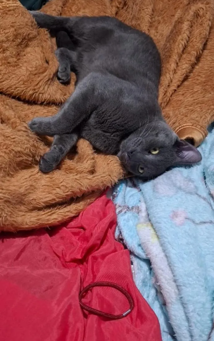 Gato raça SRD-ViraLata idade 1 ano nome Garoa