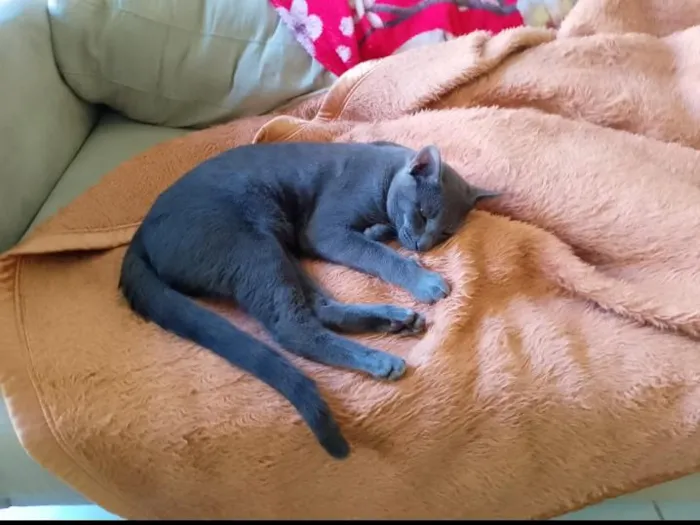 Gato raça SRD-ViraLata idade 1 ano nome Garoa