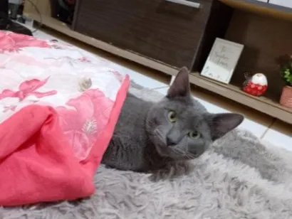 Gato raça SRD-ViraLata idade 1 ano nome Garoa