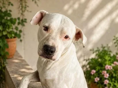 Cachorro raça Pit-Bull idade 4 anos nome Euro