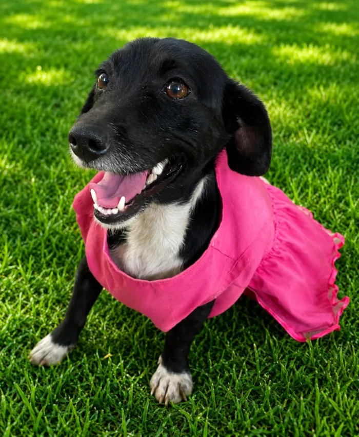 Cachorro raça SRD-ViraLata idade 2 anos nome Funny