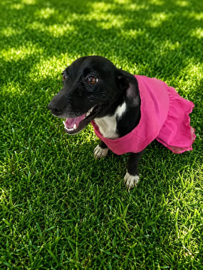 Cachorro raça SRD-ViraLata idade 2 anos nome Funny