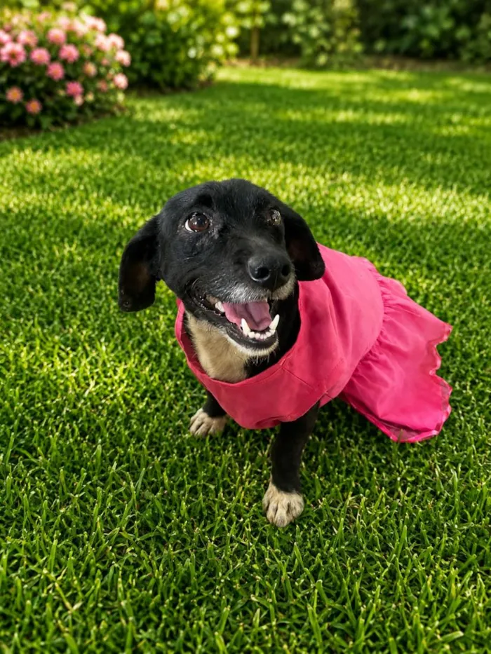 Cachorro raça SRD-ViraLata idade 2 anos nome Funny