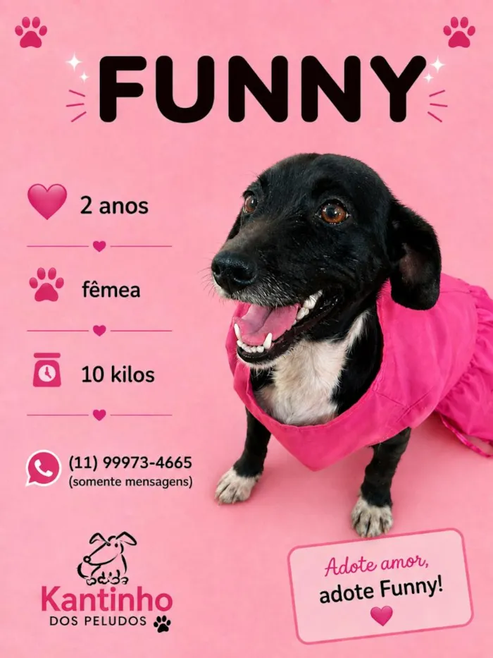 Cachorro raça SRD-ViraLata idade 2 anos nome Funny