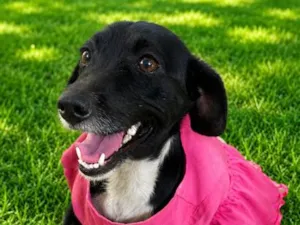 Cachorro raça SRD-ViraLata idade 2 anos nome Funny