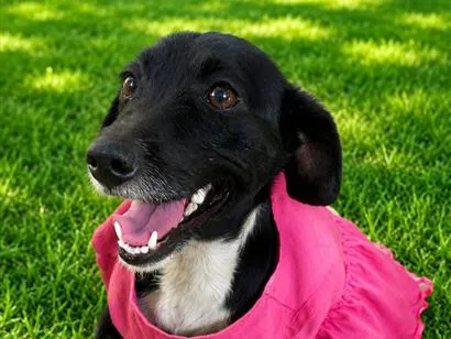 Cachorro raça SRD-ViraLata idade 2 anos nome Funny