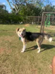 Apolo