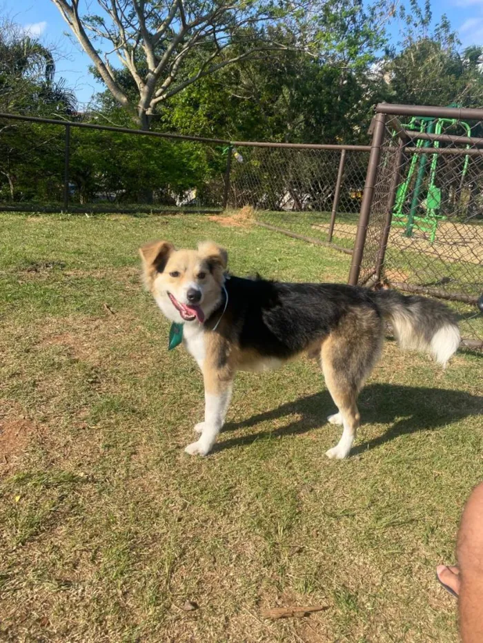 Cachorro raça SRD-ViraLata idade 7 a 11 meses nome Apolo