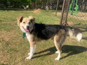 Cachorro raça SRD-ViraLata idade 7 a 11 meses nome Apolo