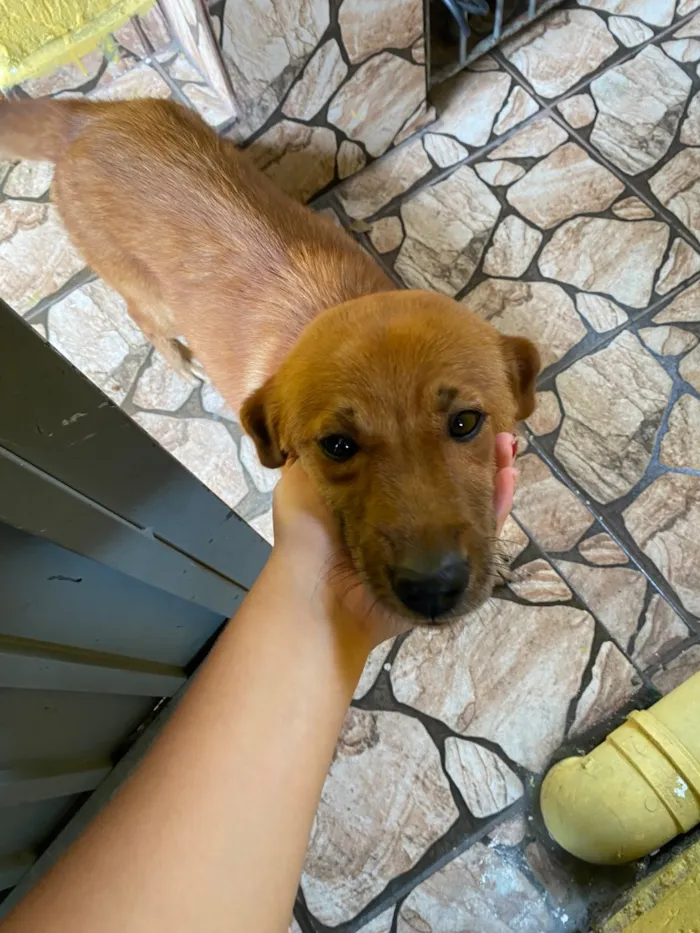 Cachorro raça SRD-ViraLata idade 2 anos nome Amora 