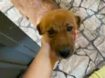 Amora 
