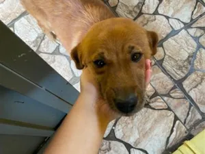 Cachorro raça SRD-ViraLata idade 2 anos nome Amora 