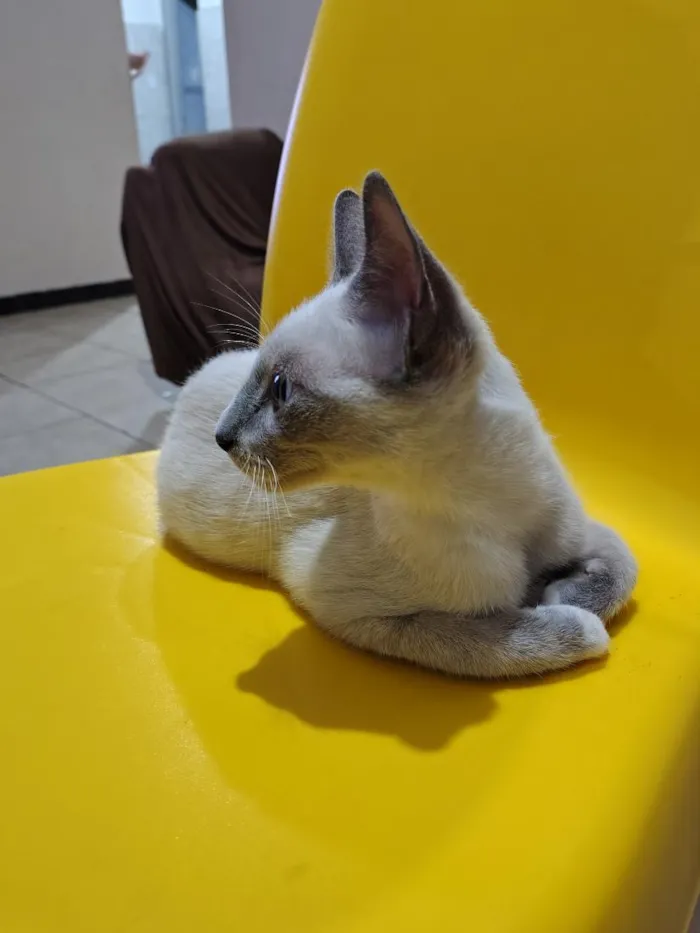 Gato raça Siamês idade 2 a 6 meses nome Nino