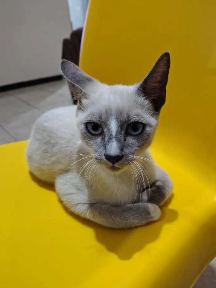 Gato raça Siamês idade 2 a 6 meses nome Nino