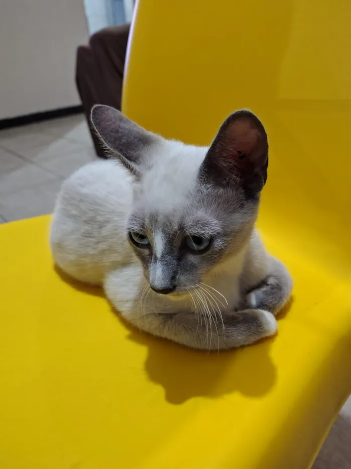 Gato raça Siamês idade 2 a 6 meses nome Nino