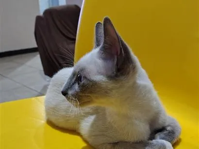 Gato raça Siamês idade 2 a 6 meses nome Nino