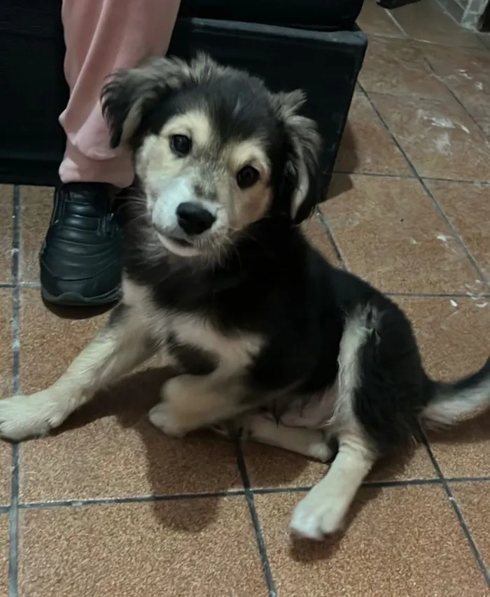 Cachorro raça SRD-ViraLata idade 2 a 6 meses nome Chamo ele de pequeno 