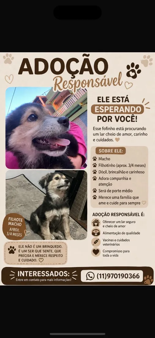 Cachorro raça SRD-ViraLata idade 2 a 6 meses nome Chamo ele de pequeno 