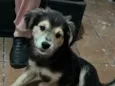 Chamo ele de pequeno 