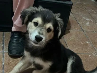 Cachorro raça SRD-ViraLata idade 2 a 6 meses nome Chamo ele de pequeno 